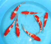 kohaku.jpg