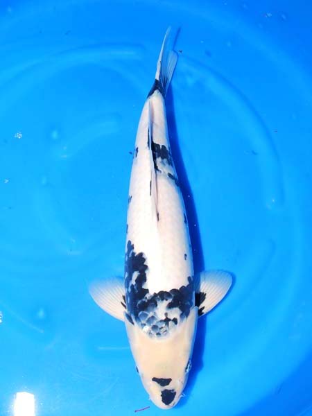 No252cm.JPG