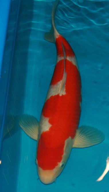 amomotarokohaku52cm.jpg