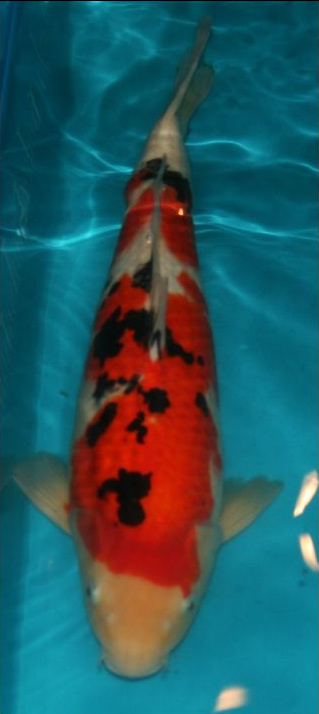 amsanke50cm.jpg
